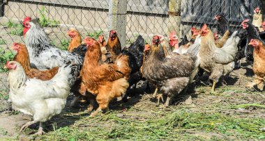 Renkli tavuk çiftliğinde