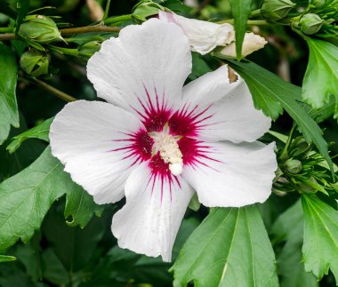 Hibiscus rosa-chinensis bush çiçek beyaz, yakın çekim