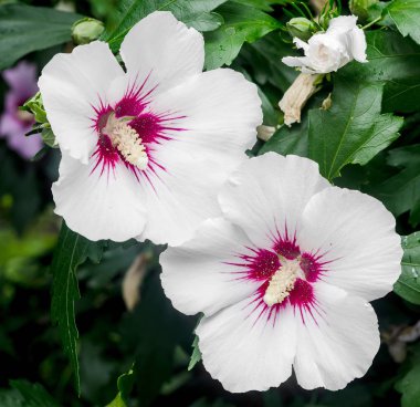 Hibiscus rosa-chinensis bush çiçek beyaz, yakın çekim