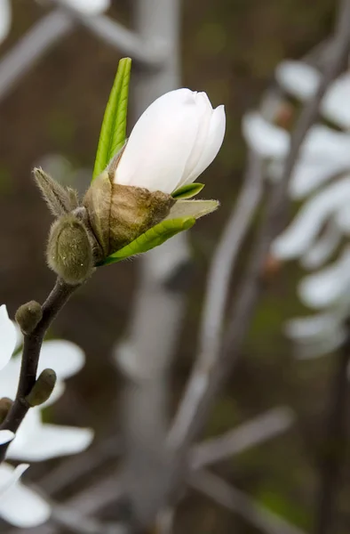 Rama blanca magnolia flores, familia Magnoliaceae, primer plano — Foto de Stock