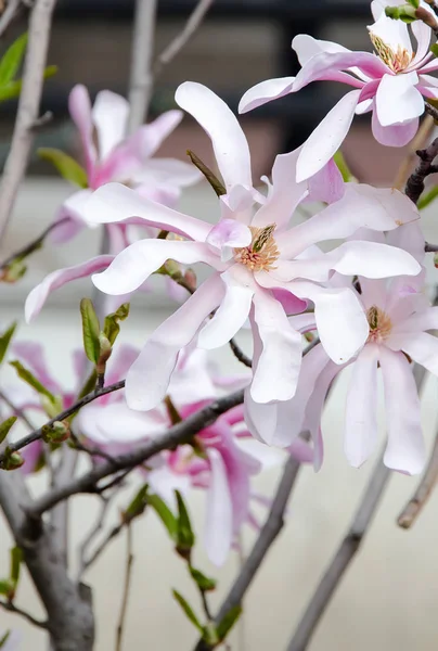 Pembe Manolya ağacı dalı çiçekler, Aile Manolyagiller, yakın çekim