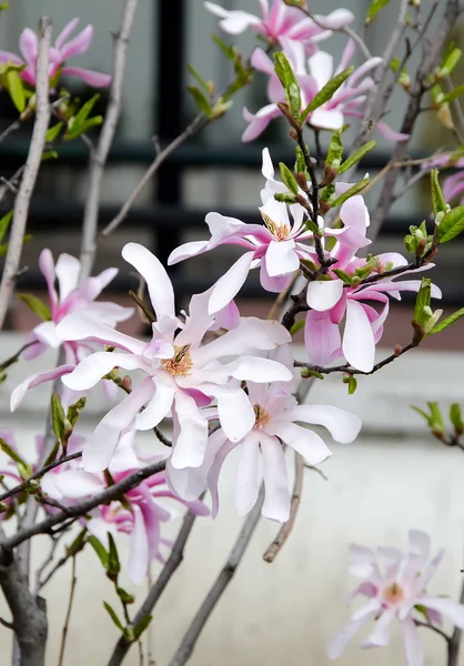 Pembe Manolya ağacı dalı çiçekler, Aile Manolyagiller, yakın çekim