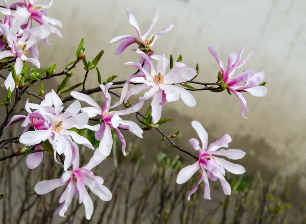 Pembe Manolya ağacı dalı çiçekler, Aile Manolyagiller, yakın çekim