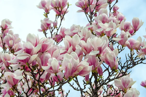 Flores de rama de árbol de magnolia rosa, familia Magnoliaceae, primer plano — Foto de Stock