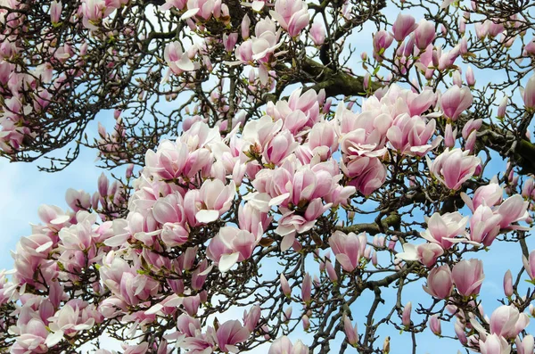 Flores de rama de árbol de magnolia rosa, familia Magnoliaceae, primer plano — Foto de Stock