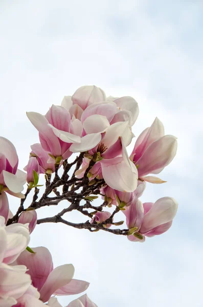 Flores de rama de árbol de magnolia rosa, familia Magnoliaceae, primer plano — Foto de Stock