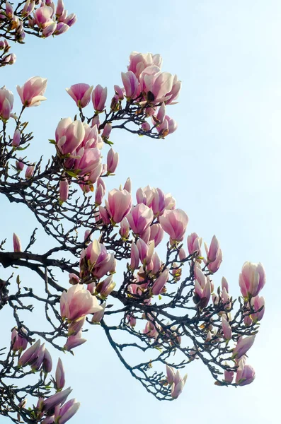 Różowa magnolia drzewo gałąź kwiaty, rodziny Magnoliaceae, zbliżenie — Zdjęcie stockowe