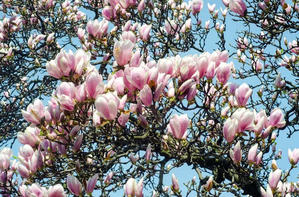 Flores de rama de árbol de magnolia rosa, familia Magnoliaceae, primer plano — Foto de Stock