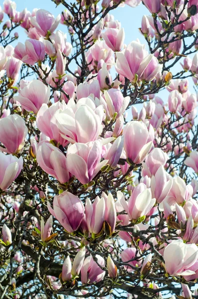 Flores de rama de árbol de magnolia rosa, familia Magnoliaceae, primer plano — Foto de Stock