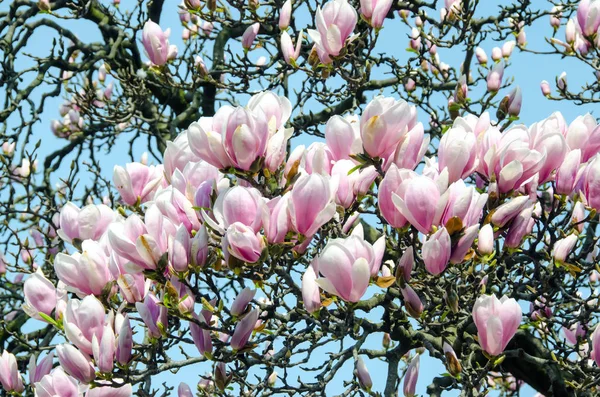 Pembe Manolya ağacı dalı çiçekler, Aile Manolyagiller, yakın çekim