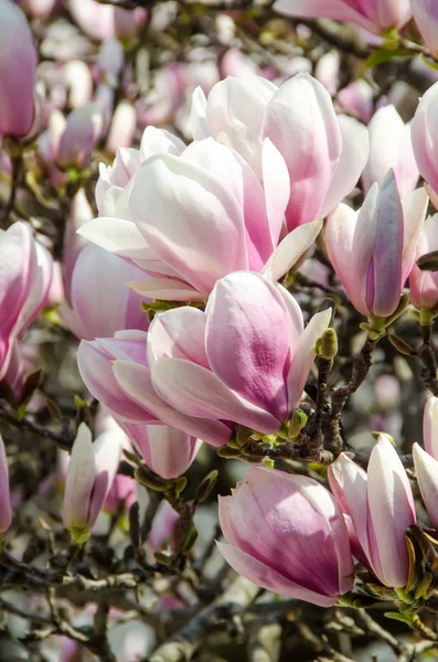 Różowa magnolia drzewo gałąź kwiaty, rodziny Magnoliaceae, zbliżenie — Zdjęcie stockowe