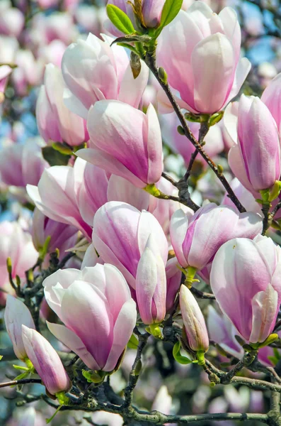 Flores de rama de árbol de magnolia rosa, familia Magnoliaceae, primer plano — Foto de Stock