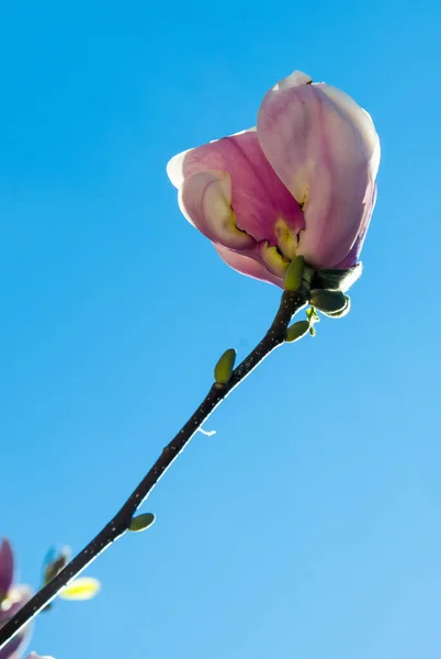 Flores de rama de árbol de magnolia rosa, familia Magnoliaceae, primer plano — Foto de Stock