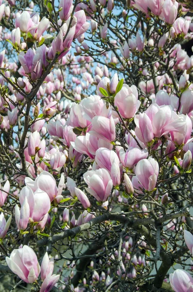 Pembe Manolya ağacı dalı çiçekler, Aile Manolyagiller, yakın çekim