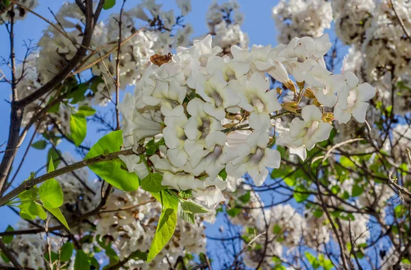 Weiße Blüten von paulownia tomentosa, Nahaufnahme — Stockfoto