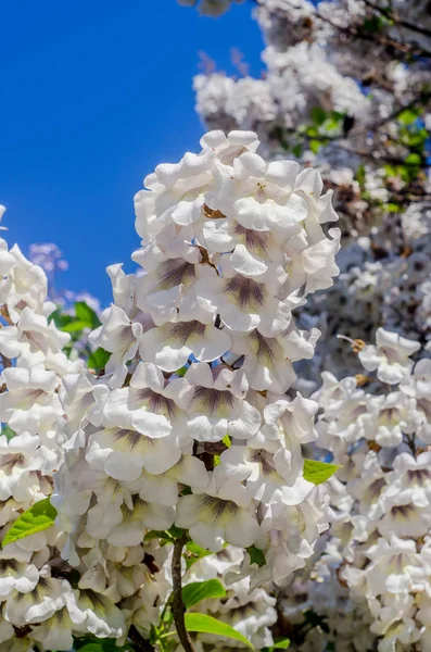 Vita blommor av paulownia tomentosa träd, närbild — Stockfoto