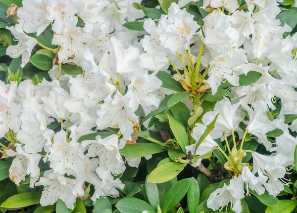 Haaga ormangülü ağaç çiçek yeşil yaprakları ile yakın çekim