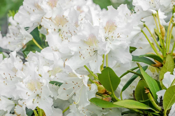 Haaga ormangülü ağaç çiçek yeşil yaprakları ile yakın çekim