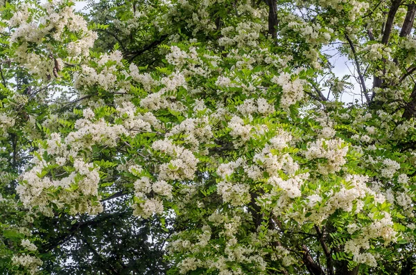 Siyah çekirge, Robinia pseudoacacia ağaç çiçek, yakın çekim