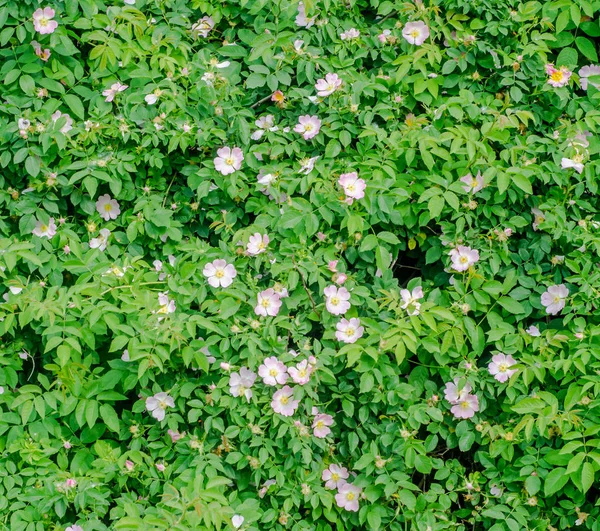 Rosa selvagem rosa arbusto flores, parque ao ar livre de perto — Fotografia de Stock