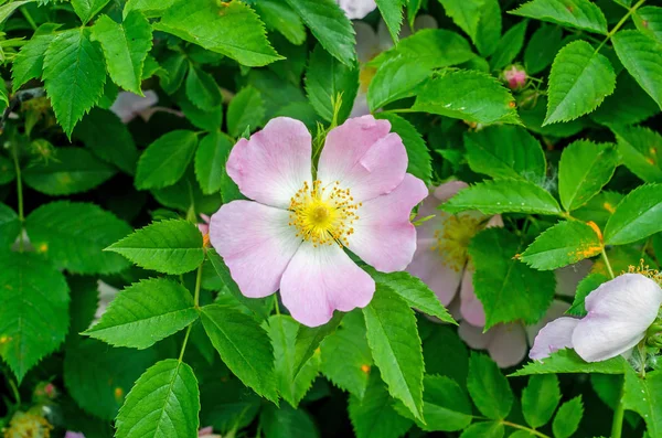 Kwiaty różowe dziki krzew różany, park pejzaż z bliska — Zdjęcie stockowe