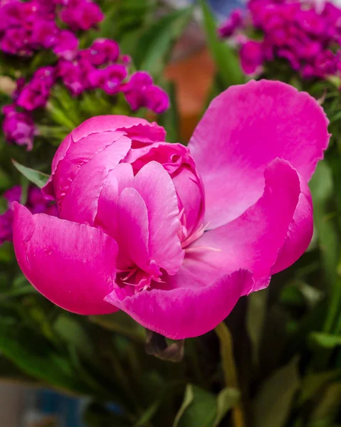 Pink Paeonia peregrina изолирован, травяной фон, крупным планом — стоковое фото