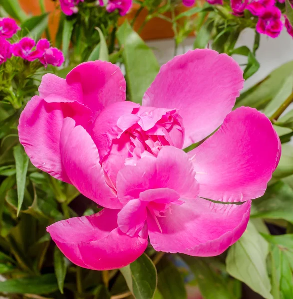 Rosa Paeonia peregrina isolado, grama fundo, close — Fotografia de Stock