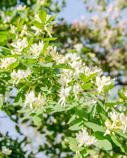 Бувардия Белый куст цветок, закрыть на открытом воздухе — стоковое фото