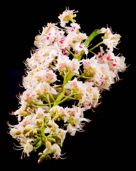 Λευκό δέντρο λουλούδια από Καστανιά, απομονωμένες, κοντινό πλάνο — Φωτογραφία Αρχείου