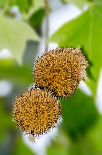 Frukterna av Norge lönn, Acer platanoides, närbild — Stockfoto