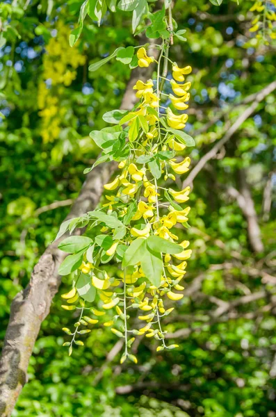 Langosta negra amarilla salvaje, flores de Robinia pseudoacacia — Foto de Stock