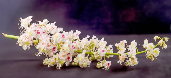 Weiße Baumblüten der Kastanie, isoliert aus nächster Nähe — Stockfoto