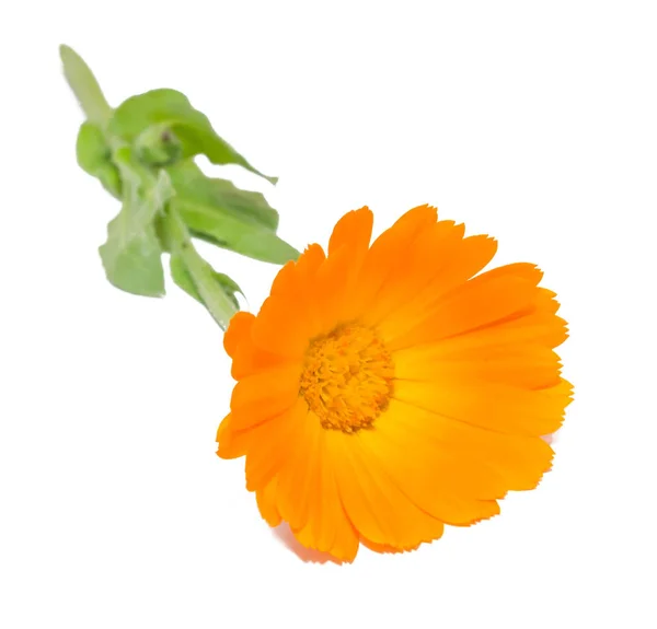 Narancsvirág Calendula officinalis, elszigetelt close up — Stock Fotó