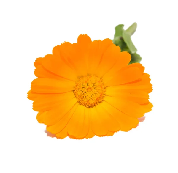 Fleur orange de Calendula officinalis, isolée de près — Photo