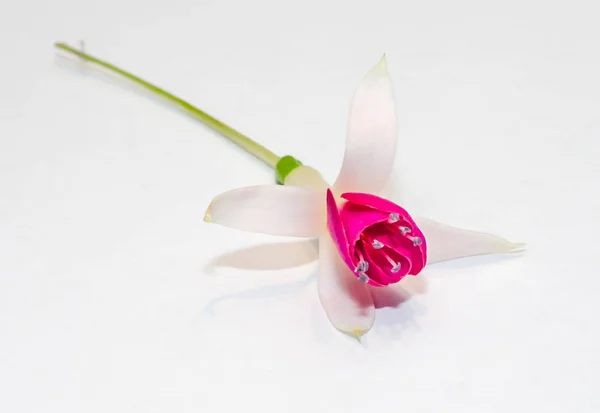 ピンクのフクシアの花、白い背景に、クローズ アップ — ストック写真