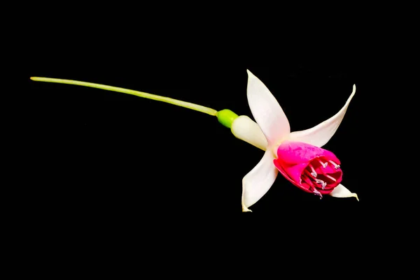 ピンクのフクシアの花、黒い背景をクローズ アップ — ストック写真