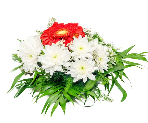 화이트와 레드 국화 꽃, 국화 또는 chrysanths — 스톡 사진