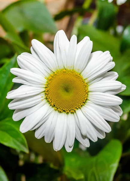 Kopretina, sedmikráska oka nebo oxeye daisy — Stock fotografie