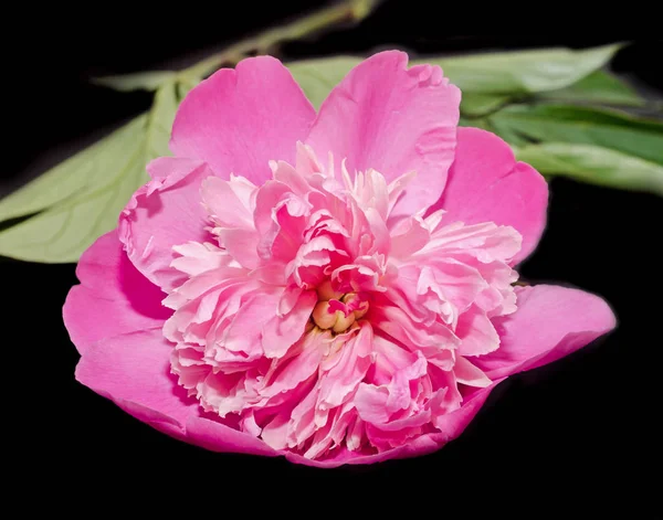 Pink Paeonia peregrina isolated, black background, close up