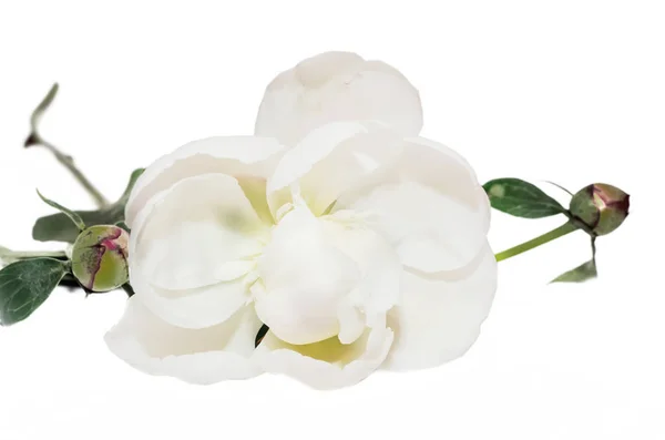 白芍薬センチニクバエの分離、白い背景に、クローズ アップ — ストック写真