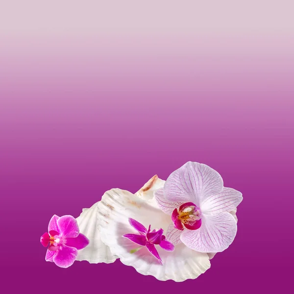 Colored orchid flowers and sea shells, isolated, cutout, Orhidee — Stock Photo, Image