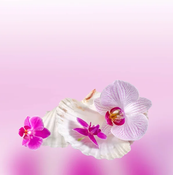 Flores de orquídea de colores y conchas de mar, aislado, recorte, Orhidee — Foto de Stock