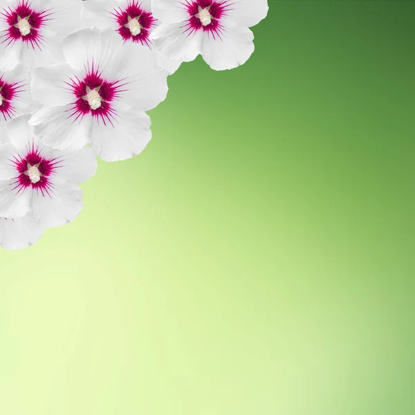 Marco de flores Hibiscus rosa-chinensis blanco, tarjeta de gradiente — Foto de Stock