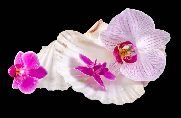 Flores de orquídea rosada y conchas de mar, aisladas, recortadas, Orhideea — Foto de Stock