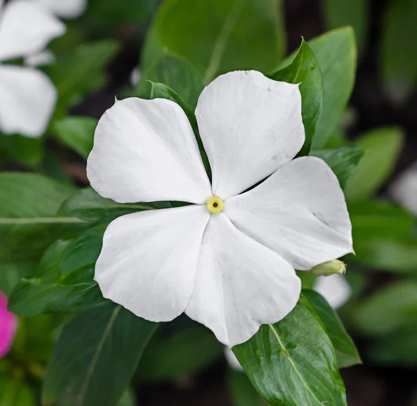 Цветок White Impatiens, среди распространенных имен - украшения, touch-me — стоковое фото