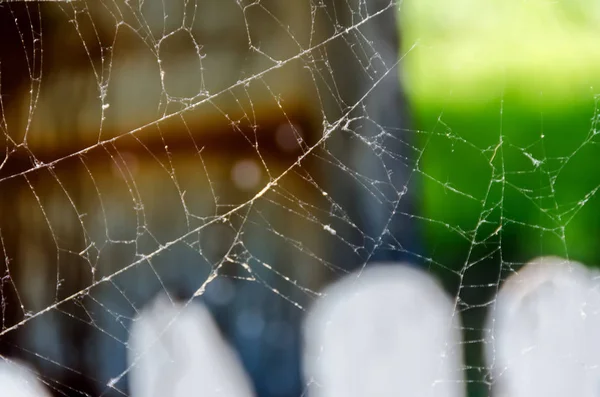 Teia de aranha ao ar livre ao sol, close-up — Fotografia de Stock