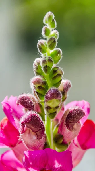 Flor de dragón morado en el jardín, de cerca. En Rumania tradicionalmente llamado "Gura leului" (boca de león ) — Foto de Stock