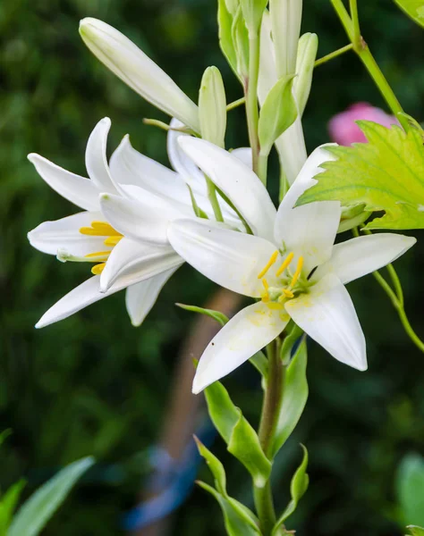 Flor de Lilium blanco (miembros de los cuales son verdaderos lirios), de cerca — Foto de Stock