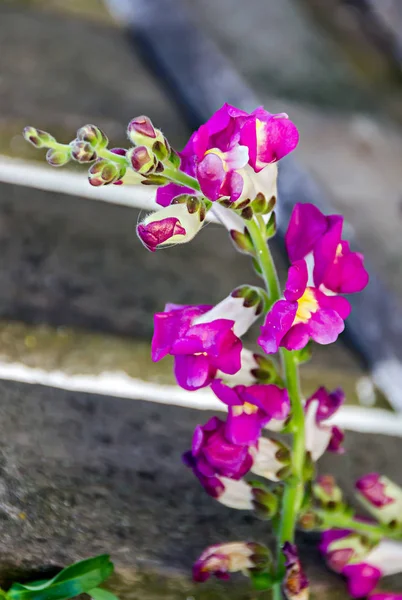 Fialová květina Hledík v zahradě, zblízka. V Rumunsku, tradičně nazývané "Gura leului" (Lví tlamy) — Stock fotografie