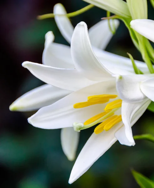 Κρίνο λευκό λουλούδι (μέλη του οποίου είναι αλήθεια κρίνοι), κοντινό πλάνο — Φωτογραφία Αρχείου